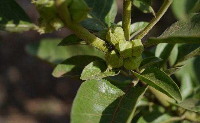 Ashwagandha